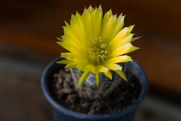 Close up van Cactusbloem — Stockfoto