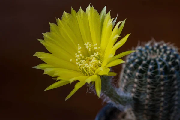 Närbild på kaktus blomma — Stockfoto