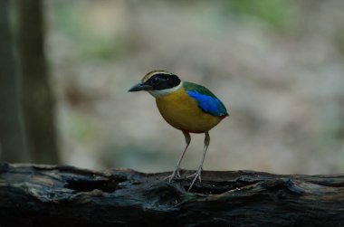 Mavi kanatlı pide Tayland doğada
