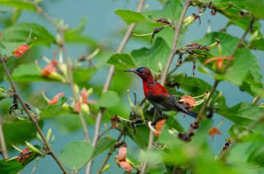 Bir branc üzerinde tıraşlama Kızıl Sunbird