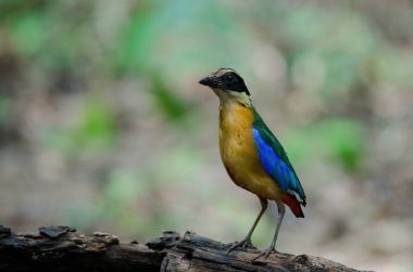 Mavi kanatlı pide Tayland doğada