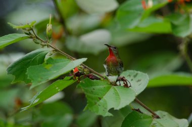 Bir branc üzerinde tıraşlama Kızıl Sunbird