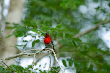 Bir branc üzerinde tıraşlama Kızıl Sunbird