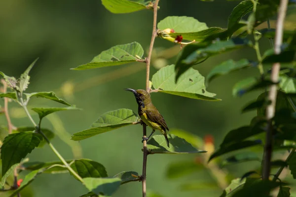 Sunbird ελιάς που υποστηρίζεται, Yellow-bellied sunbird — Φωτογραφία Αρχείου