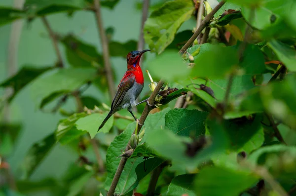停栖在整株树冠上的深红色太阳鸟 — 图库照片