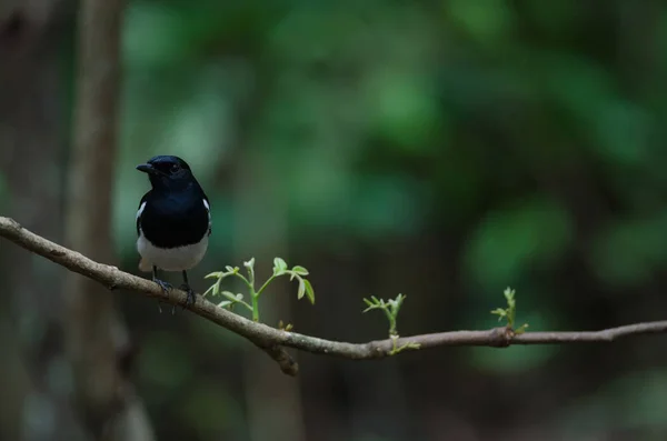 Ανατολίτικα magpie robin πουλί — Φωτογραφία Αρχείου