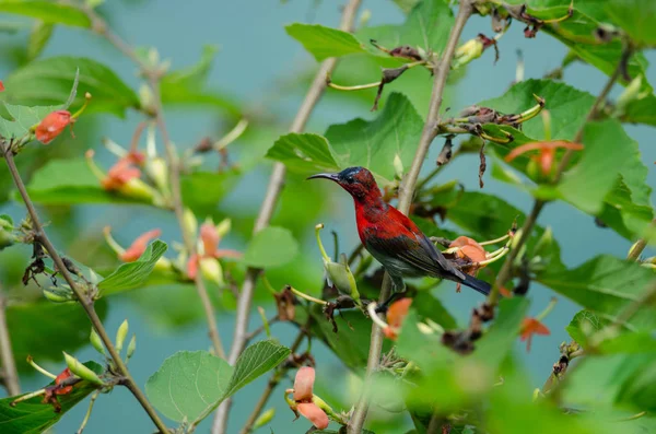 Bir branc üzerinde tıraşlama Kızıl Sunbird