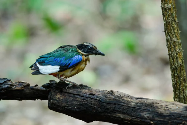 Niebieski winged Pitta w przyrodzie Tajlandii — Zdjęcie stockowe