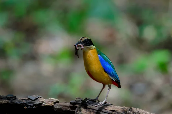 Pitta à ailes bleues dans la nature de la Thaïlande — Photo