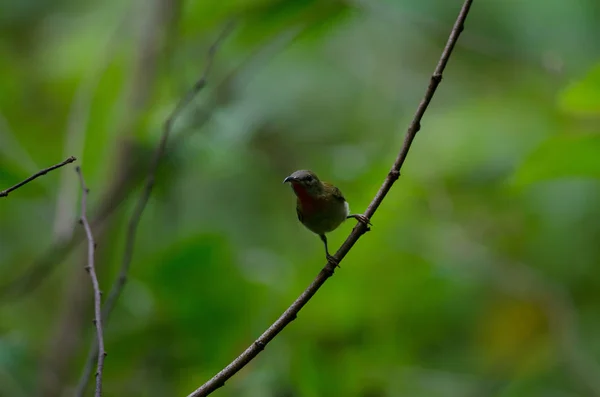 Crimson Sunbird zitstokken op een branc — Stockfoto