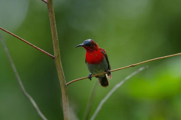 Sunbird pourpre perché sur une branche — Photo