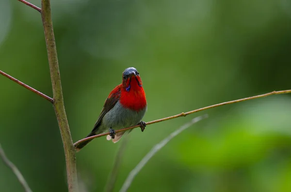 Bir branc üzerinde tıraşlama Kızıl Sunbird — Stok fotoğraf