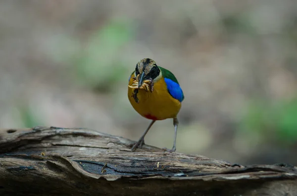 Blåvingad Pitta i naturen i Thailand — Stockfoto