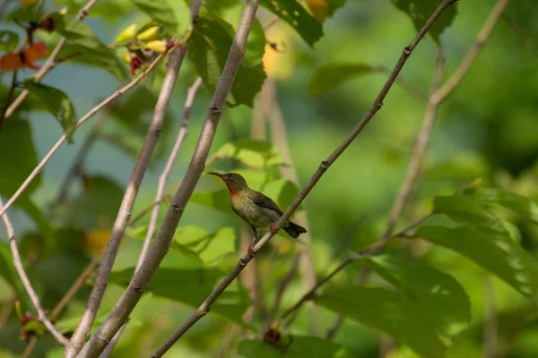 Crimson Sunbirdu prohlížení na branc — Stock fotografie