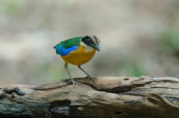 Blue-winged Pitta in nature of Thailand — Stock Photo, Image
