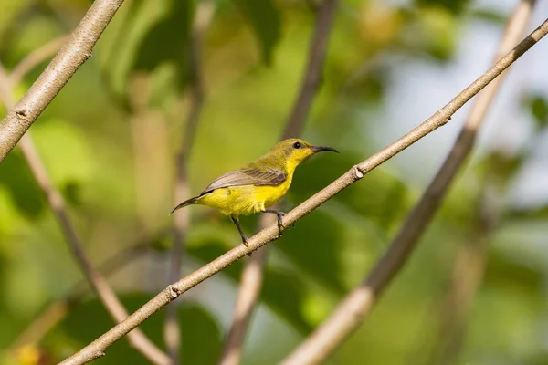 Aves de sol con espalda de olivo, Aves de sol de vientre amarillo — Foto de Stock