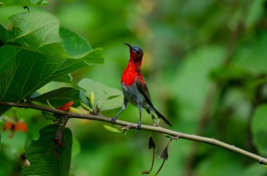 Bir branc üzerinde tıraşlama Kızıl Sunbird