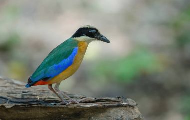 Mavi kanatlı pide Tayland doğada