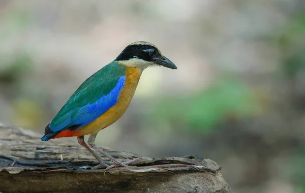 Blåvingad Pitta i naturen i Thailand — Stockfoto