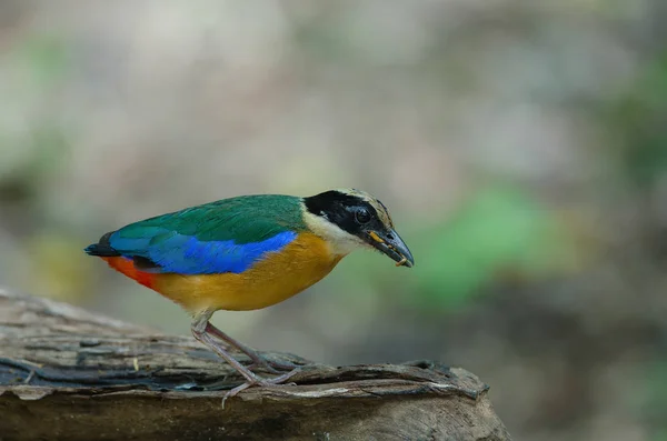 Niebieski winged Pitta w przyrodzie Tajlandii — Zdjęcie stockowe