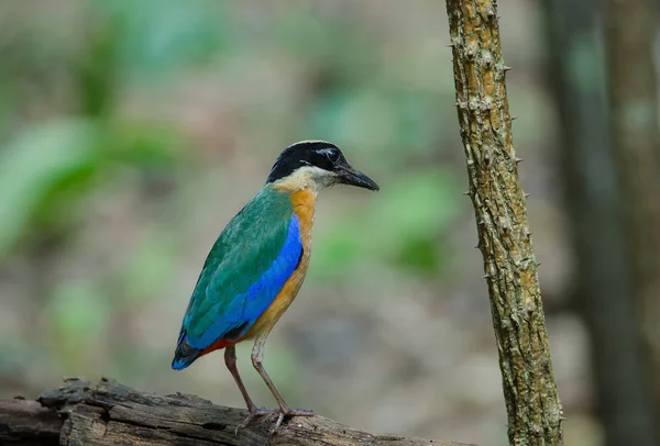 Niebieski winged Pitta w przyrodzie Tajlandii — Zdjęcie stockowe