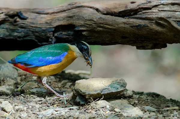 Blauflügel-Pitta in der Natur Thailands — Stockfoto