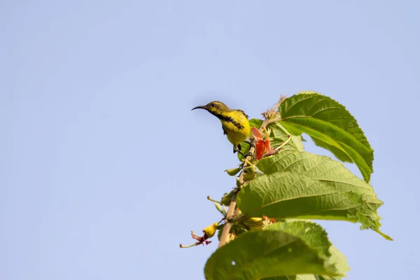 橄榄支持太阳鸟，黄腹太阳鸟 — 图库照片