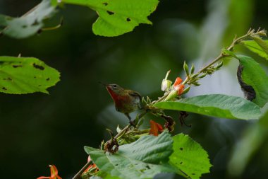 Bir branc üzerinde tıraşlama Kızıl Sunbird