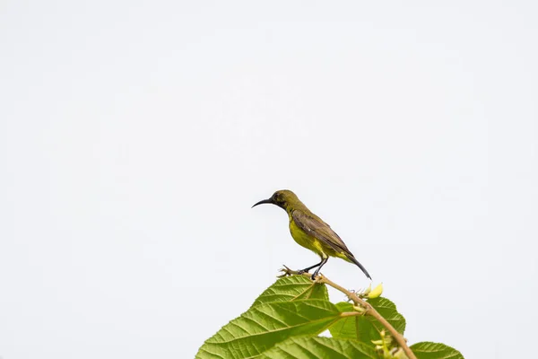 Olivová couval doplňky, kuňka sunbird — Stock fotografie