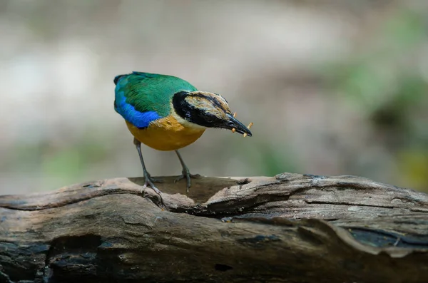 Blåvingad Pitta i naturen i Thailand — Stockfoto