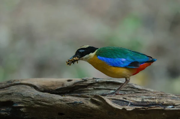 Blue-winged Pitta in nature of Thailand — Stock Photo, Image