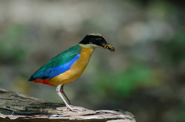 Blue-winged Pitta in nature of Thailand — Stock Photo, Image