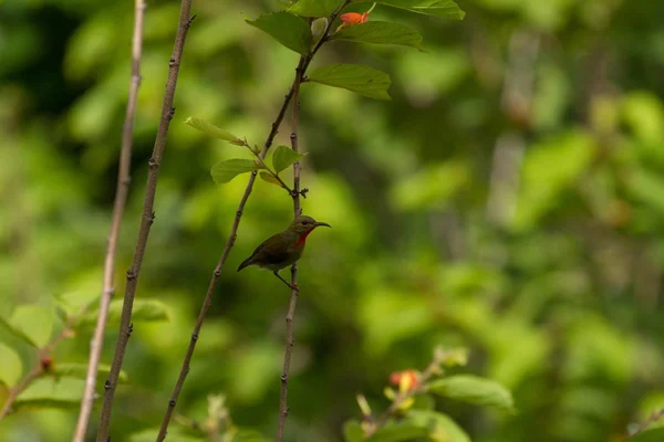 Crimson Sunbird poleiro em um branc — Fotografia de Stock