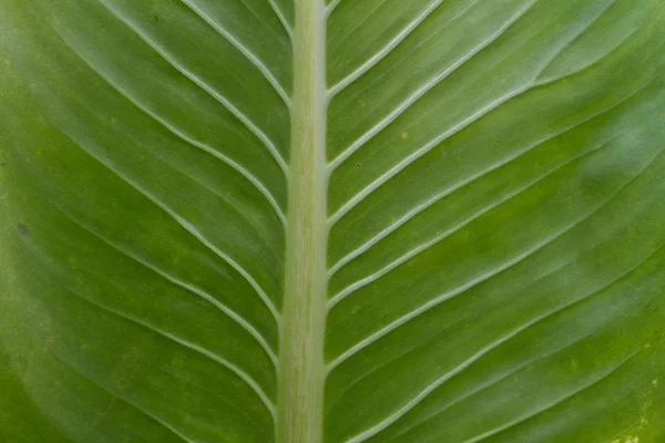 Abstrakte grüne Blätter Hintergrund — Stockfoto