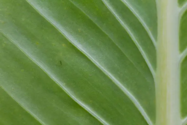 Абстрактный зеленый фон листьев — стоковое фото