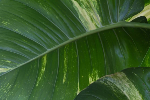 Abstract Green leaves background — Stock Photo, Image