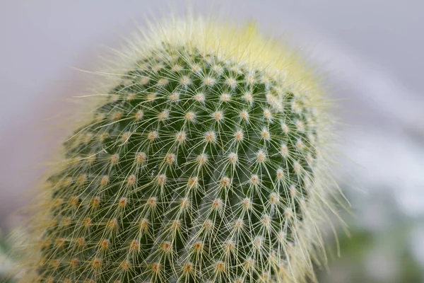 Close up cactus plants in garden — Stock Photo, Image