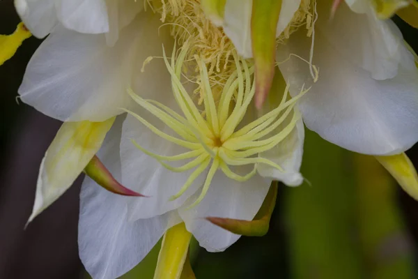 Закрыть цветок драгона во время цветения — стоковое фото