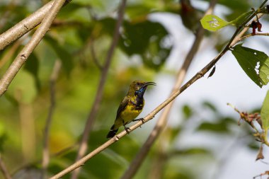 Zeytin destekli sunbird, Sarı karınlı sunbird