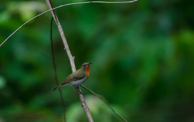 Bir branc üzerinde tıraşlama Kızıl Sunbird