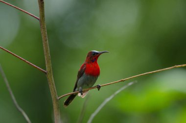 Bir branc üzerinde tıraşlama Kızıl Sunbird