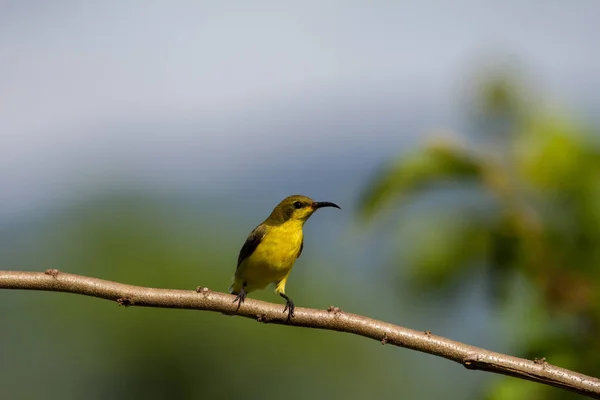 Olivová couval doplňky, kuňka sunbird — Stock fotografie