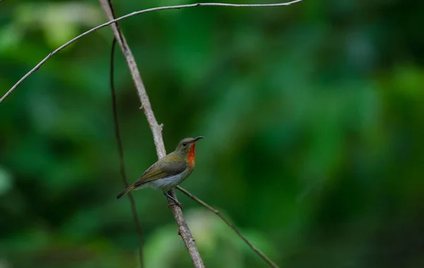 Crimson Sunbird perching na branc — Zdjęcie stockowe