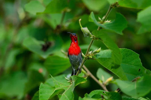 Crimson Sunbird perching na branc — Zdjęcie stockowe