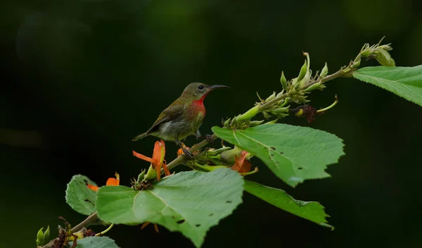 Crimson Sunbird poleiro em um branc — Fotografia de Stock