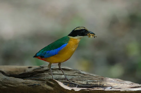 Blue-winged Pitta in nature of Thailand — Stock Photo, Image