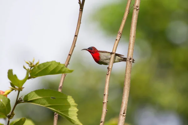 Crimson Sunbird perching on a branc — Stock Photo, Image