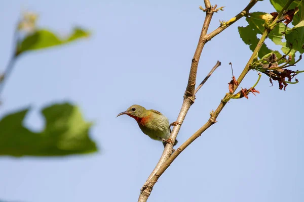 Crimson Sunbird perching na branc — Zdjęcie stockowe