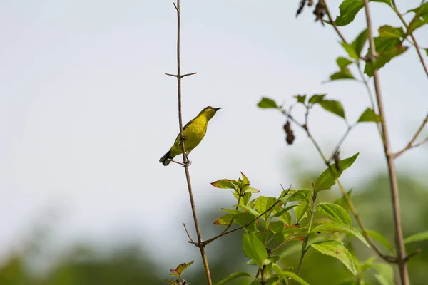 올리브 지원 썬 버드, sunbird Yellow-bellied — 스톡 사진