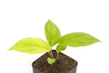 Genç yeşil fide passiflora bitki toprak saksının içinde